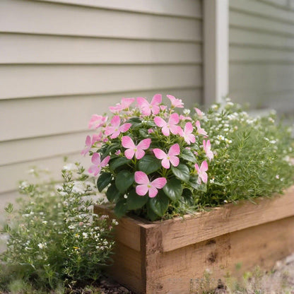 🦋 Förtrollande blomfrön i fjärilsform ✨