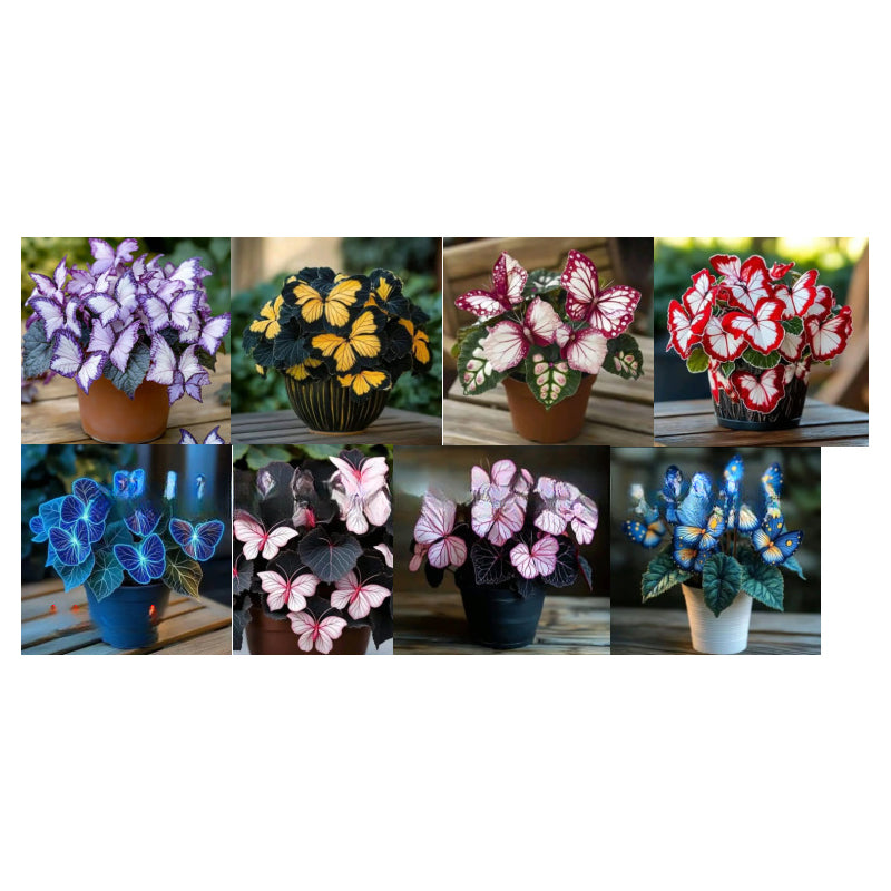 🦋 Förtrollande blomfrön i fjärilsform ✨